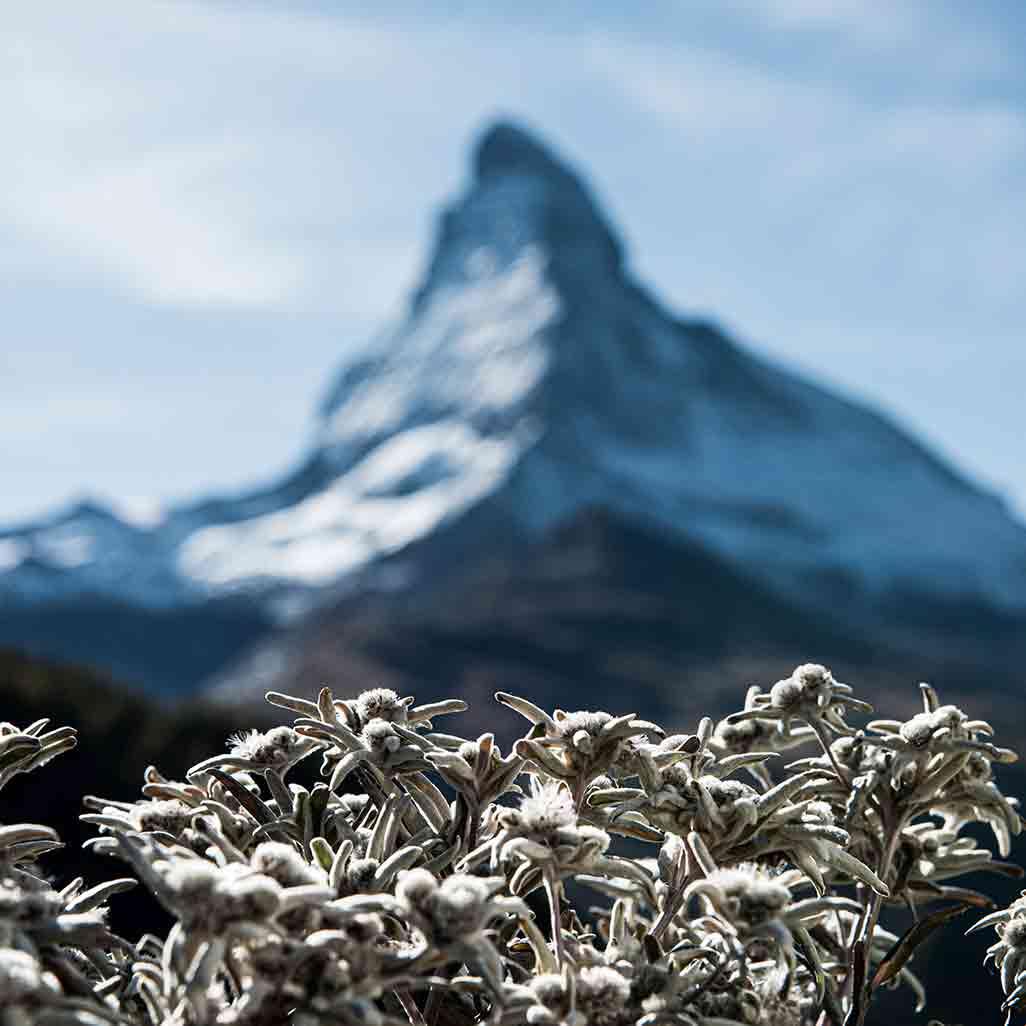 Edelweiss Harvest